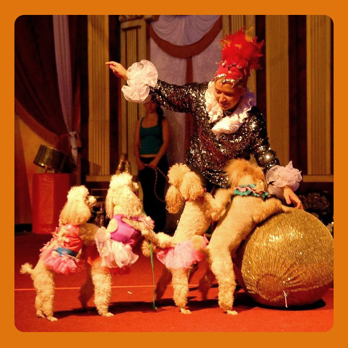 Poodle-show