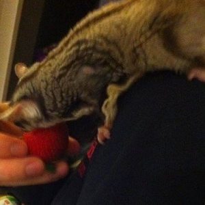 animal-show-party-toronto-10