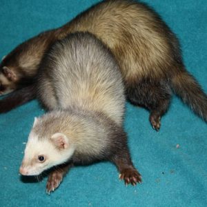 animal-show-party-toronto-11