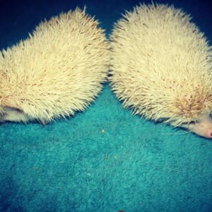 animal-show-party-toronto-12