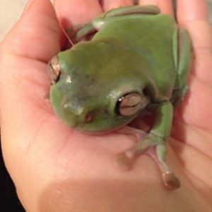 animal-show-party-toronto-13