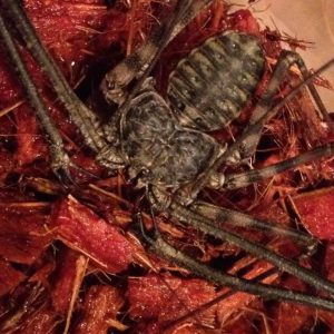 animal-show-party-toronto-17