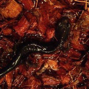 animal-show-party-toronto-18