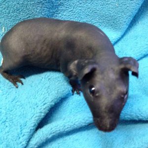 animal-show-party-toronto-19