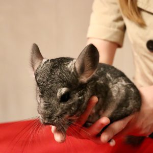 animal-show-party-toronto-2