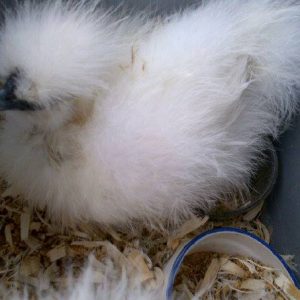 animal-show-party-toronto-20