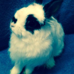 animal-show-party-toronto-21