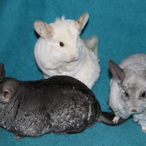 animal-show-party-toronto-24