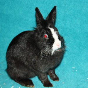 animal-show-party-toronto-25