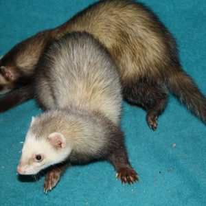 animal-show-party-toronto-26