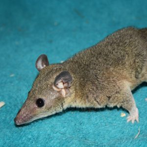 animal-show-party-toronto-27