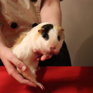 animal-show-party-toronto-3