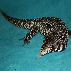 animal-show-party-toronto-31