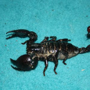 animal-show-party-toronto-32