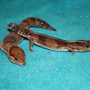 animal-show-party-toronto-33