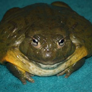 animal-show-party-toronto-35