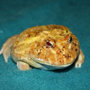 animal-show-party-toronto-36