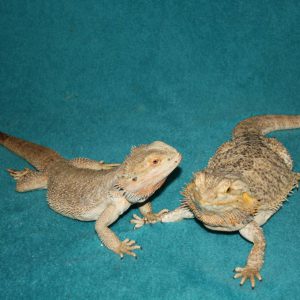 animal-show-party-toronto-39