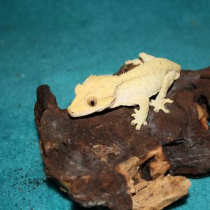 animal-show-party-toronto-4