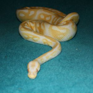 animal-show-party-toronto-41