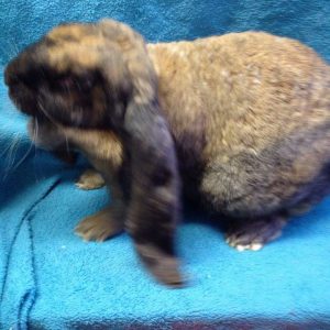 animal-show-party-toronto-45