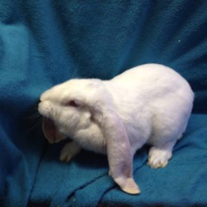 animal-show-party-toronto-46