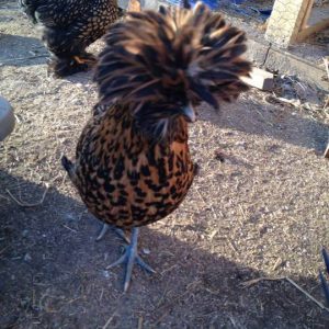 animal-show-party-toronto-48