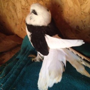 animal-show-party-toronto-49