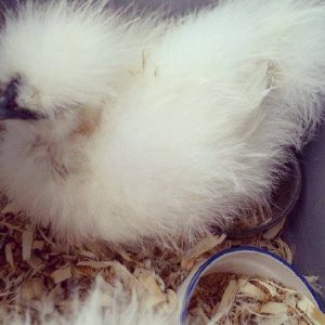 animal-show-party-toronto-5