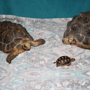 animal-show-party-toronto-52