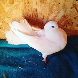 animal-show-party-toronto-8