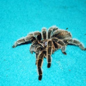 animal-show-party-toronto-9