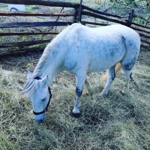 pony-rides-toronto-5