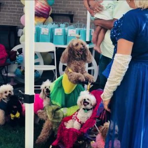 poodle-and-dove-Show-1