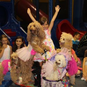 poodle-and-dove-Show-11