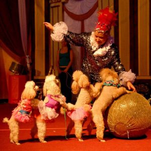 poodle-and-dove-Show-12