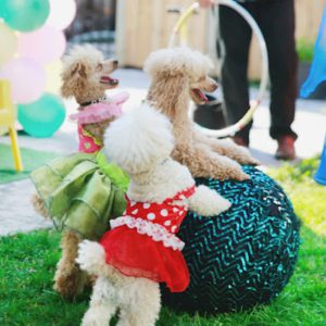 poodle-and-dove-Show-3