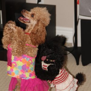 poodle-and-dove-Show-7